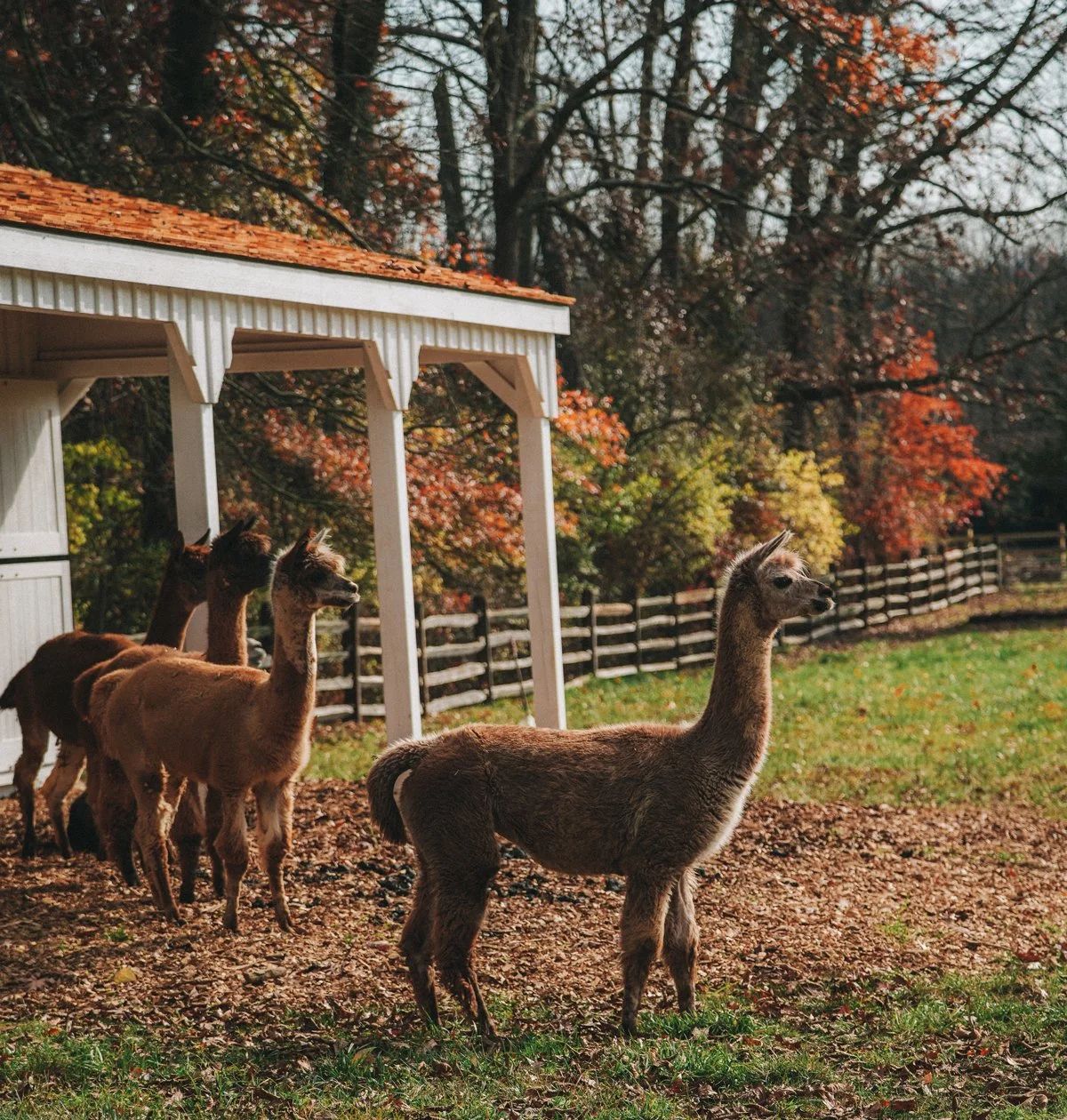Alpacas grazing beside a fence in autumn