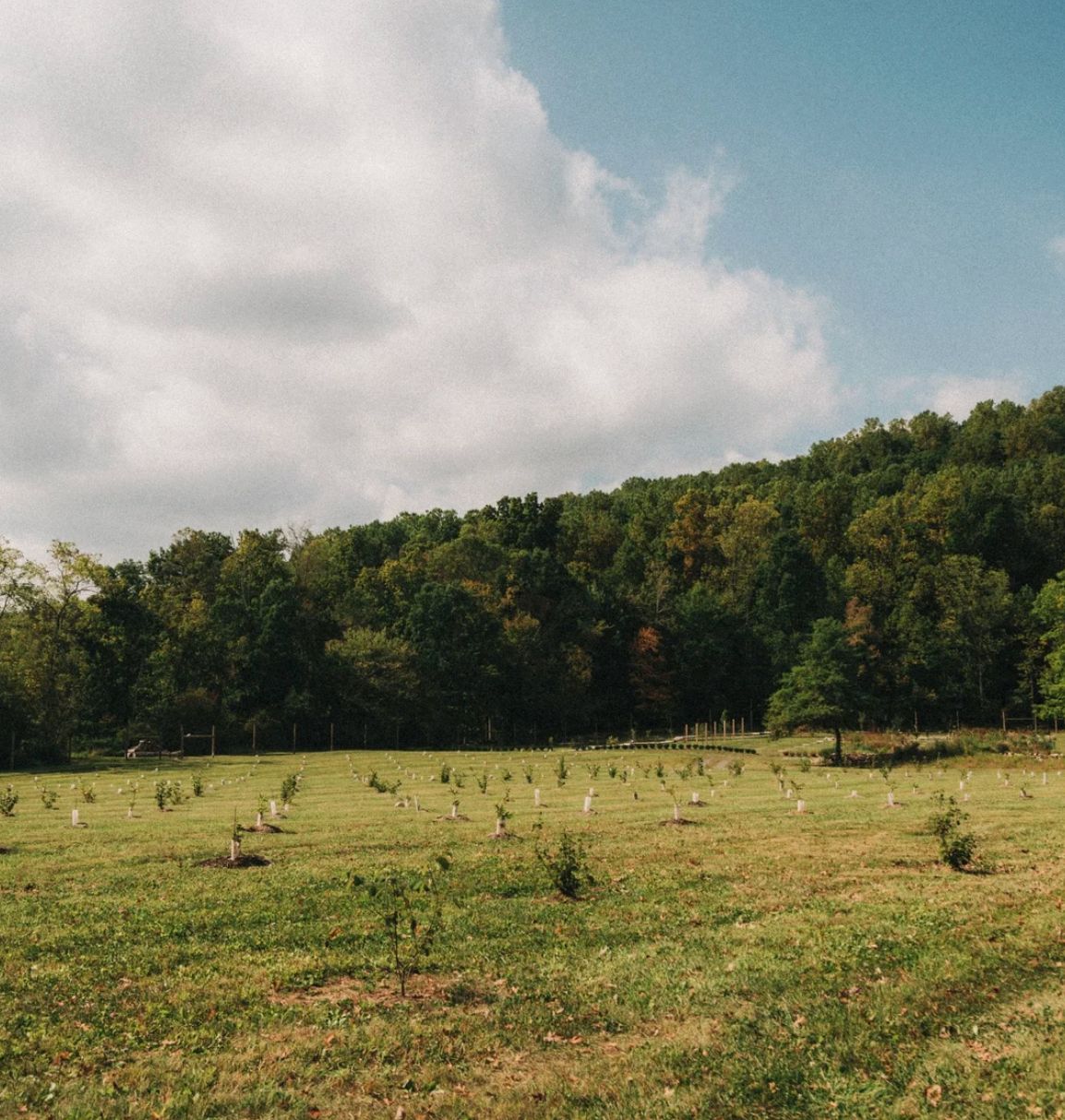 An open meadow under a wide, cloud-filled sky